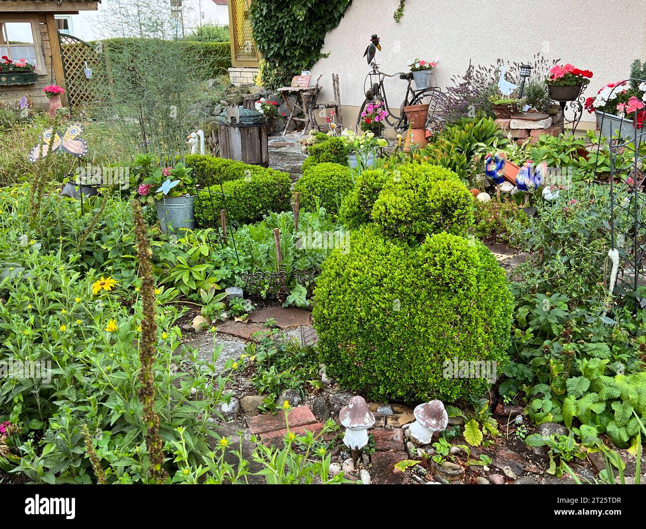 08.10.2023, Garten in Mindelheim, Nach der Behandlung mit einem Buchsbaumzünsler-Gegenmittel sind die Buchsbäumchen in einem Privat-Garten in Mindelheim wieder in saftigem Grün-Bewuchs. 08.10.2023, Schädlingsbekämpfung 08.10.2023, Schädlingsbekämpfung *** 08 10 2023, jardin à Mindelheim, après traitement avec un antidote au buis, les buis dans un jardin privé à Mindelheim sont à nouveau en végétation luxuriante 08 10 2023, lutte antiparasitaire 08 10 2023, lutte antiparasitaire Banque D'Images