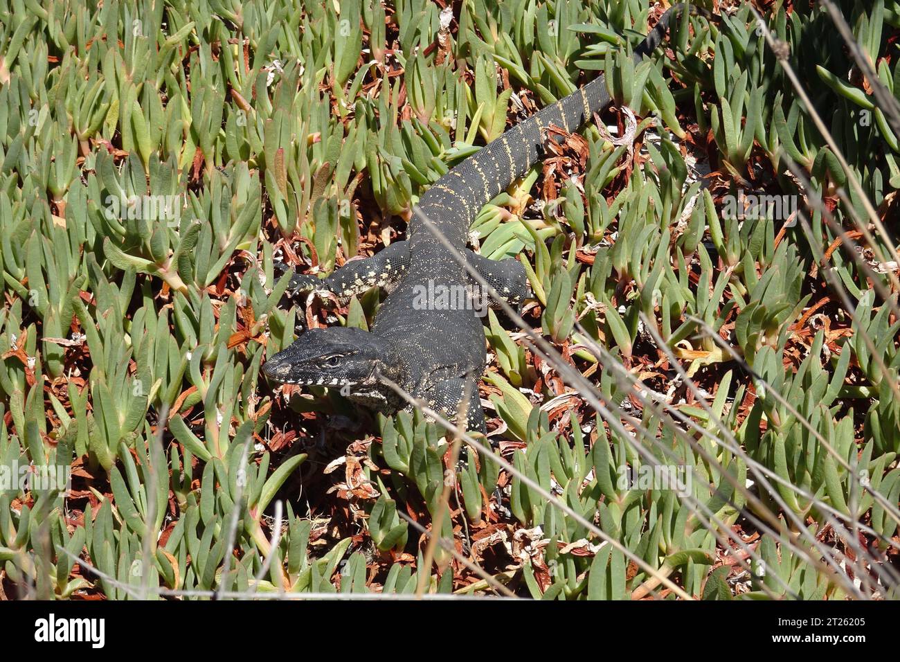 Une espèce en voie d'Rosenberg Goanna, Varanus rosenbergi, Kangaroo Island Banque D'Images