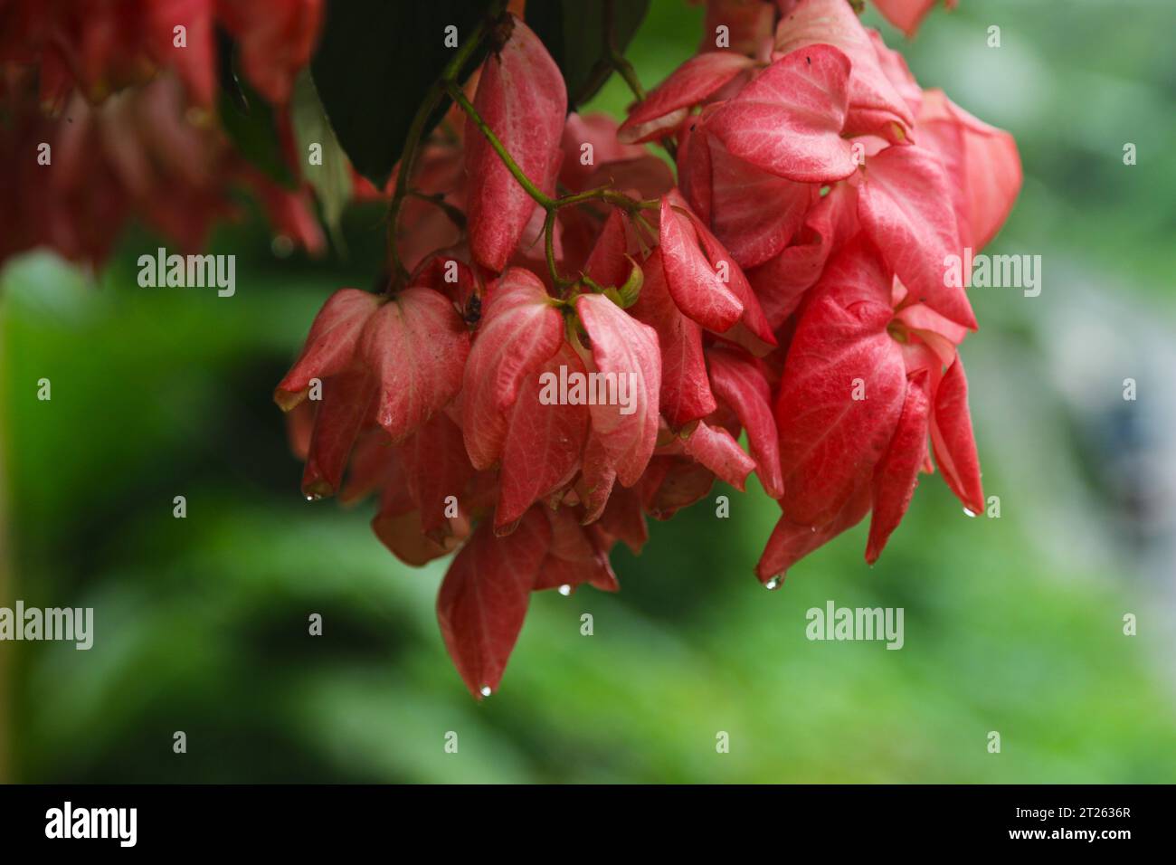 Plante ornementale rose Musunda du jardin du Kerala. Banque D'Images