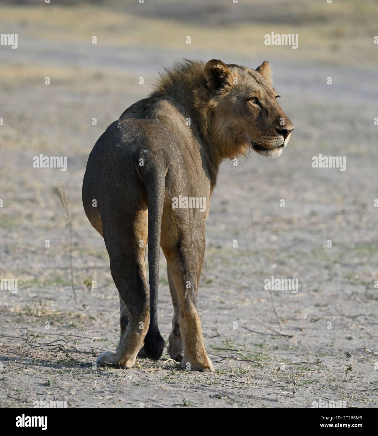Gros plan d'un lion mâle de l'arrière tournant la tête Banque D'Images