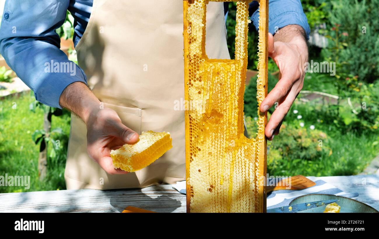 Production de miel biologique dans les ruchers écologiques. Miel naturel et produits apicoles. Un apiculteur dans un tablier tient le miel dans un nid d'abeille et un cadre Wit Banque D'Images