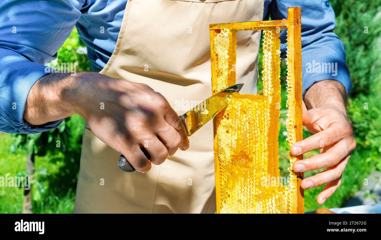 Production de miel biologique dans les ruchers écologiques. Un homme coupe des nids d'abeilles avec un couteau. Miel naturel et produits apicoles. Miel du rucher avec del Banque D'Images