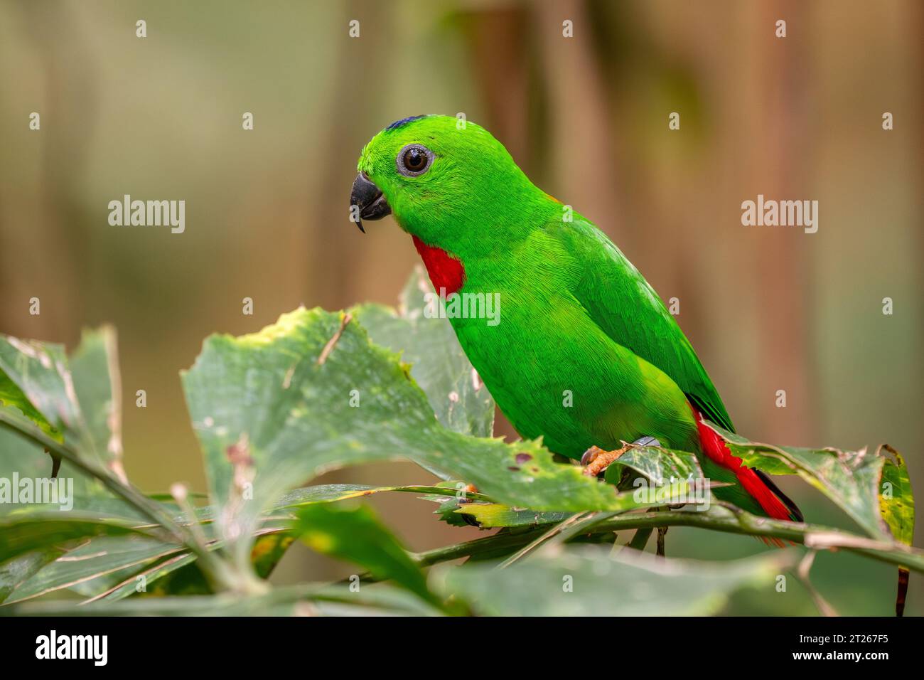 Perroquet-suspendu à couronne bleue - Loriculus galgulus, beau perroquet vert et rouge de forêts et de bois d'Asie orientale, Malaisie. Banque D'Images