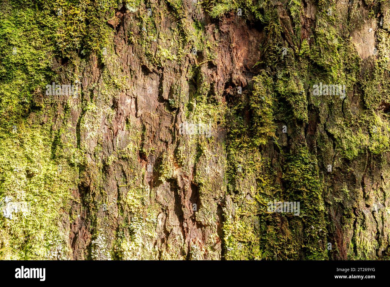 Écorce d'arbre avec mousse sous le soleil. Banque D'Images