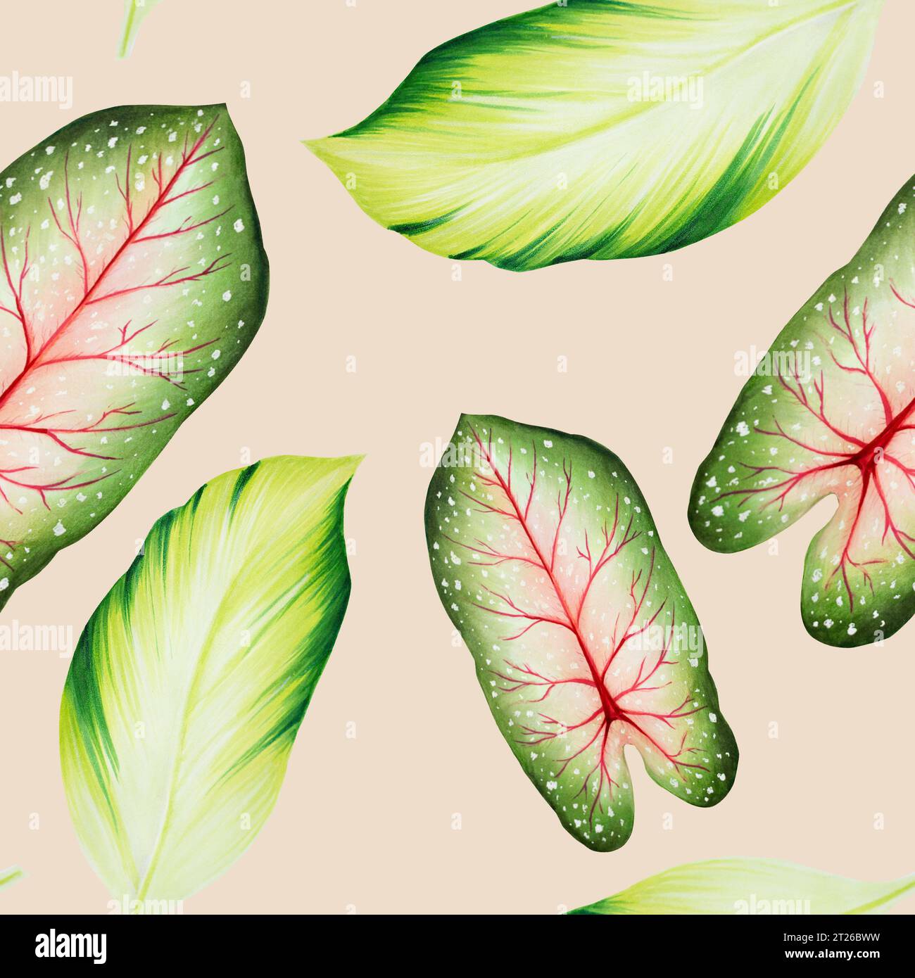 Motif sans couture aquarelle avec des feuilles tropicales réalistes. Illustration de monstera, caladium , feuilles de ficus isolées sur fond blanc. Belle bo Banque D'Images