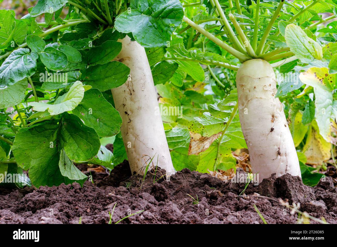 Daikon dans le lit dans des conditions naturelles. Légume-racine dans le sol Banque D'Images