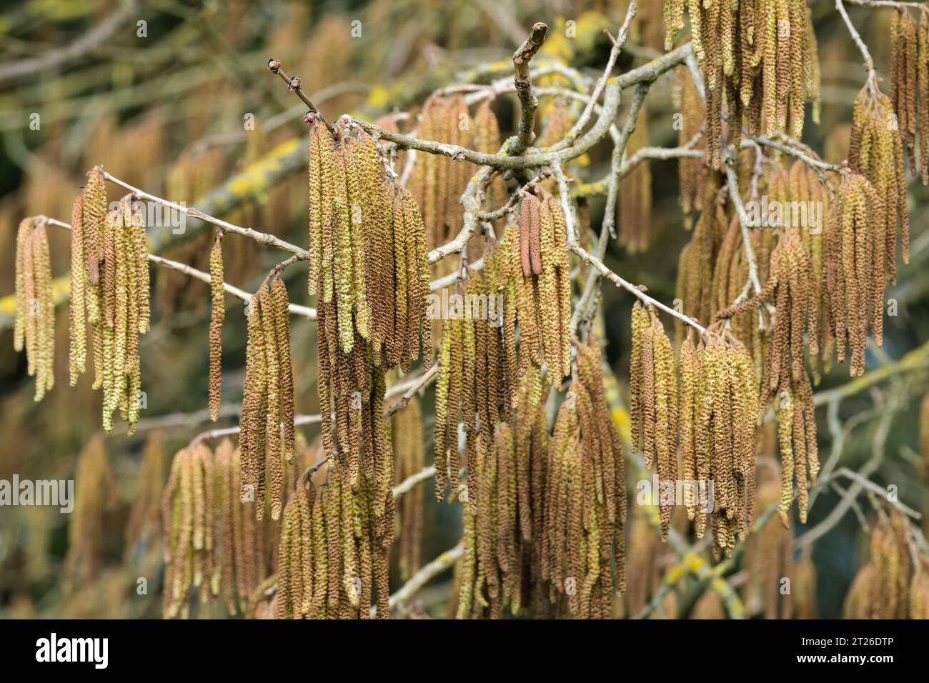 Corylus colurna, Hazel turc, filbert turc, longues chatons jaunes à la fin de l'hiver/au début du printemps Banque D'Images