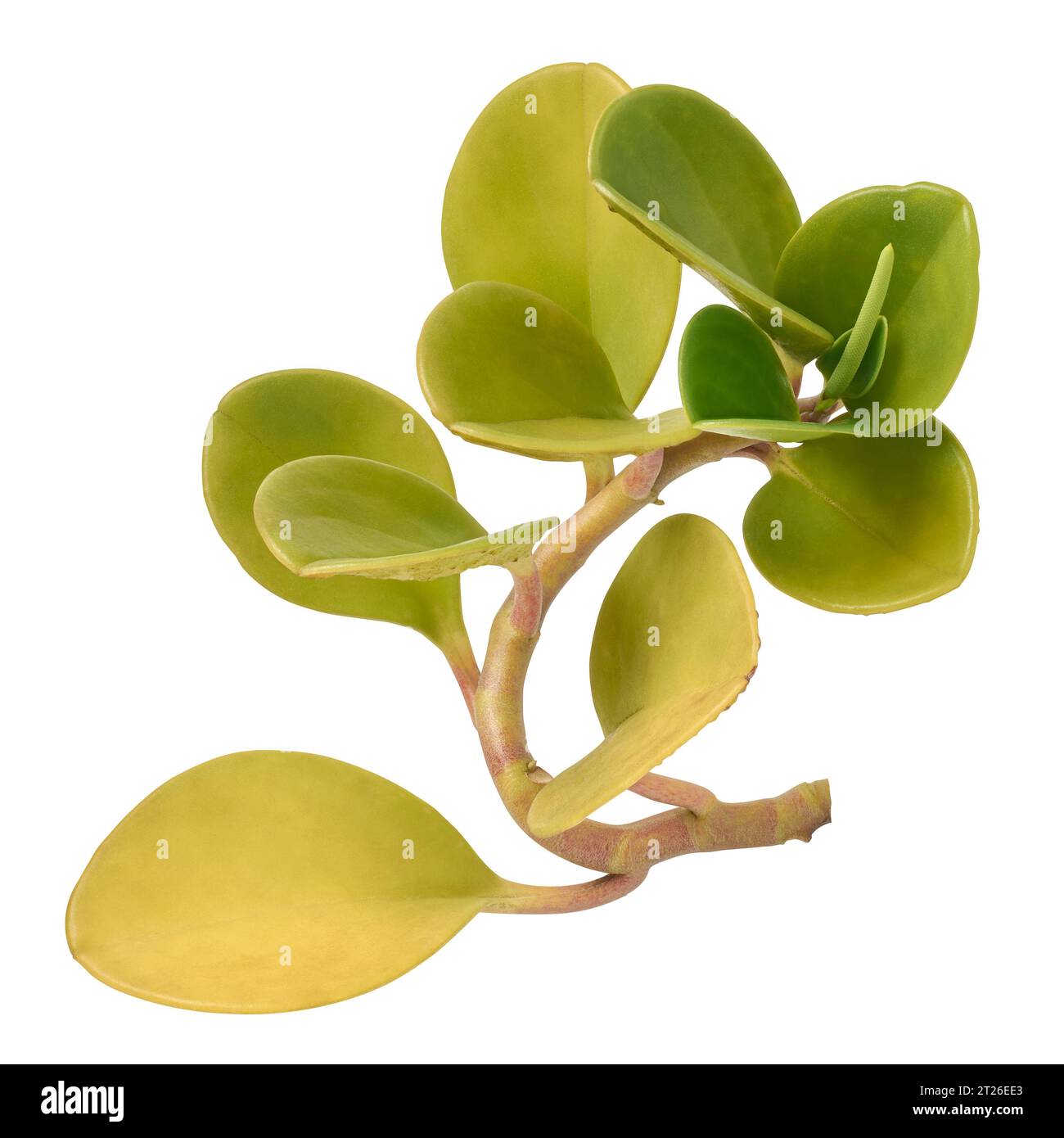 feuillage peperomia, peperomia magnoliifolia, plante d'intérieur avec des feuilles vertes brillantes et attrayantes en forme de cuillère, isolé sur fond blanc Banque D'Images