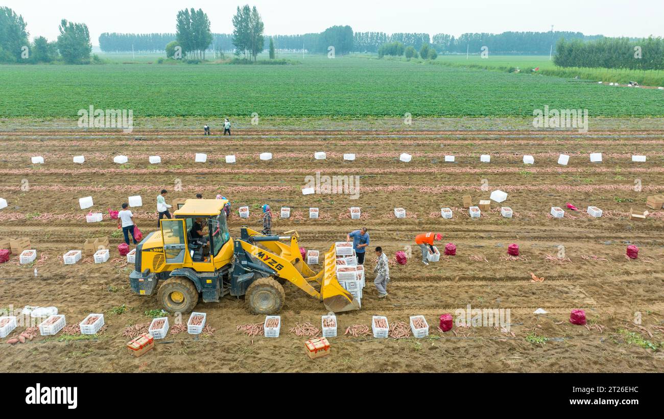 Comté de Luannan, Chine - 24 août 2023 : les agriculteurs utilisent des excavatrices pour transporter les patates douces. Banque D'Images