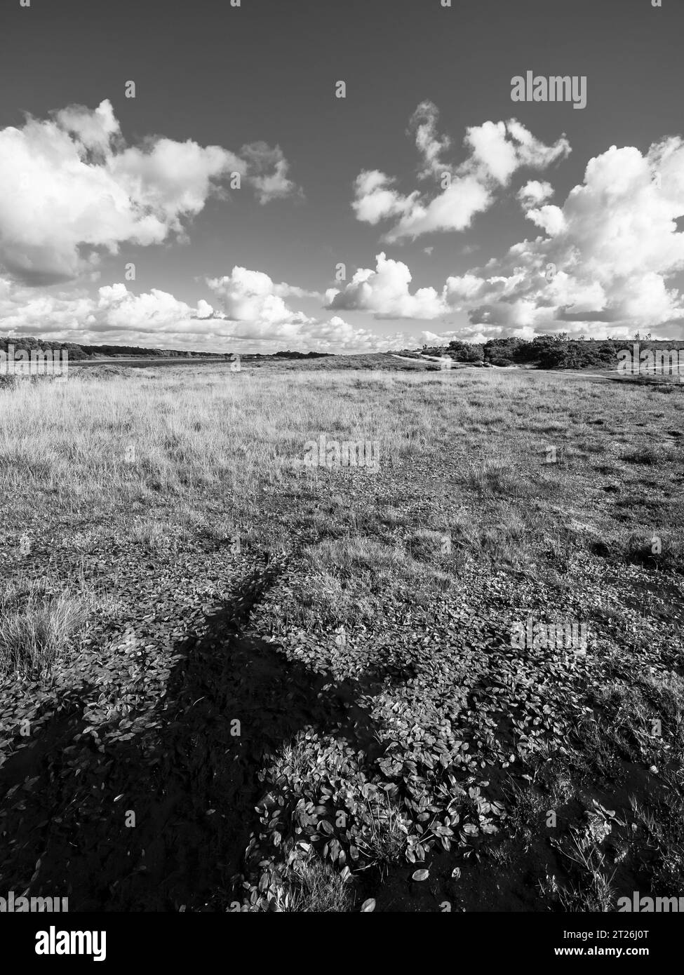 Paysage noir et blanc des zones humides, marais, landes, parc national de New Forest, Hampshire, Angleterre, Royaume-Uni, GB. Banque D'Images
