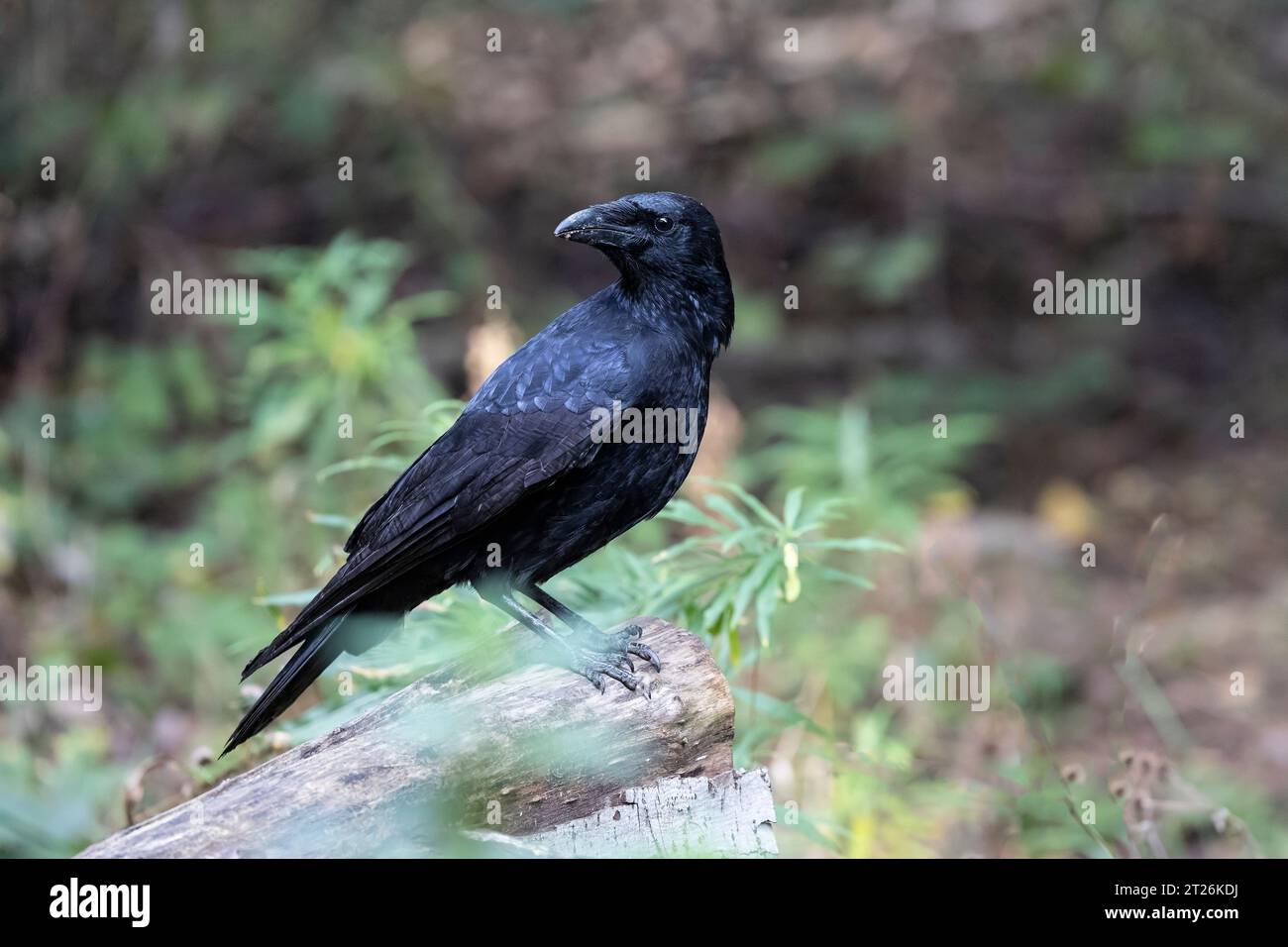 Jeune Rook Corvus frugilegus avant de développer son visage blanc et son plumage lâche Banque D'Images