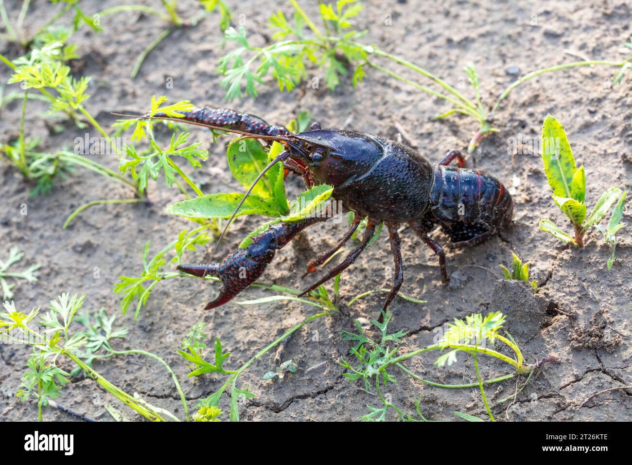 Écrevisses rampant et se nourrissant dans la nature sauvage Banque D'Images
