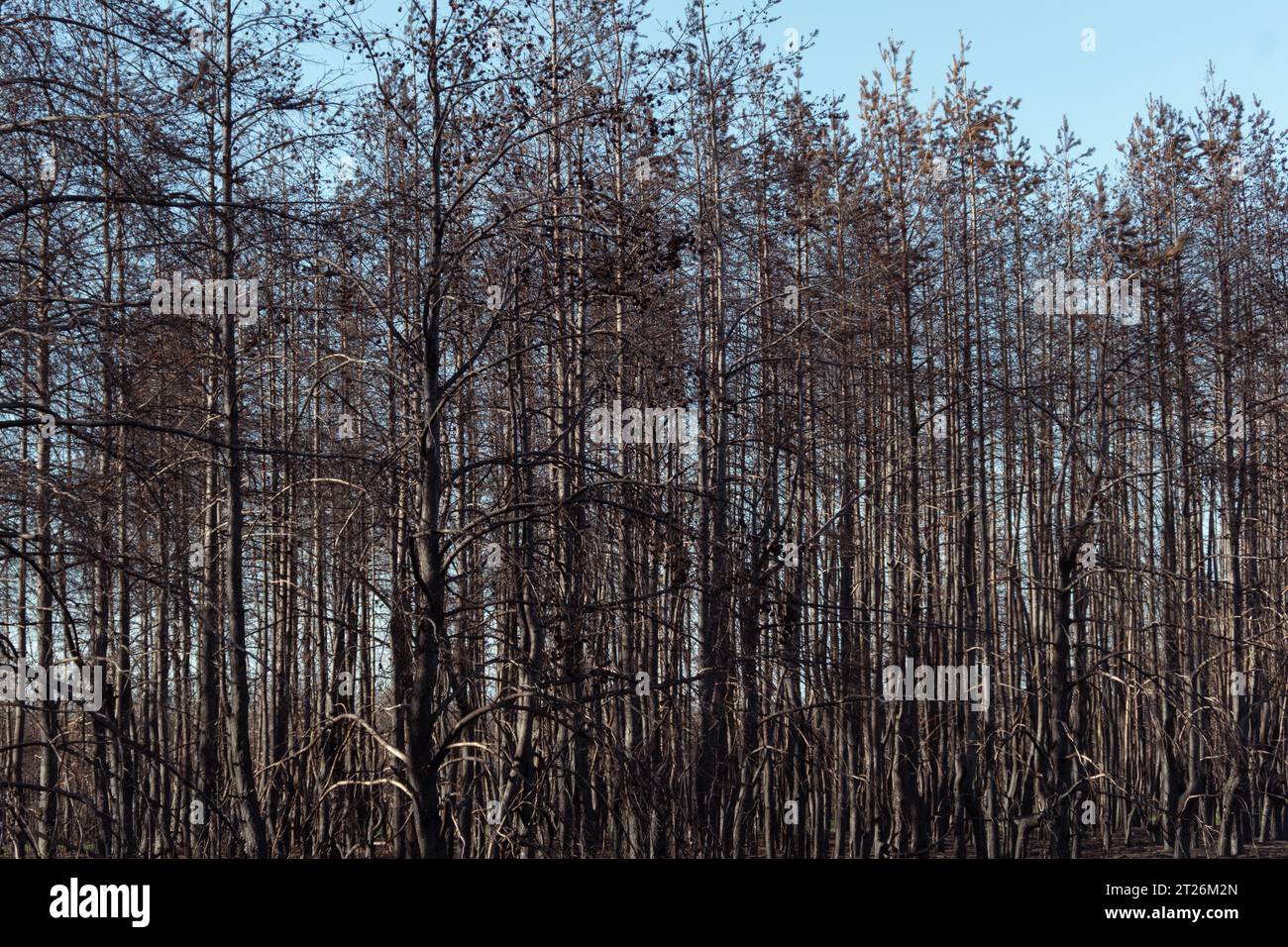 Sécher les arbres sans vie après un incendie. La forêt morte. Troncs noirs et branches d'arbres. Catastrophe environnementale. Problème environnemental. Le concept de na Banque D'Images