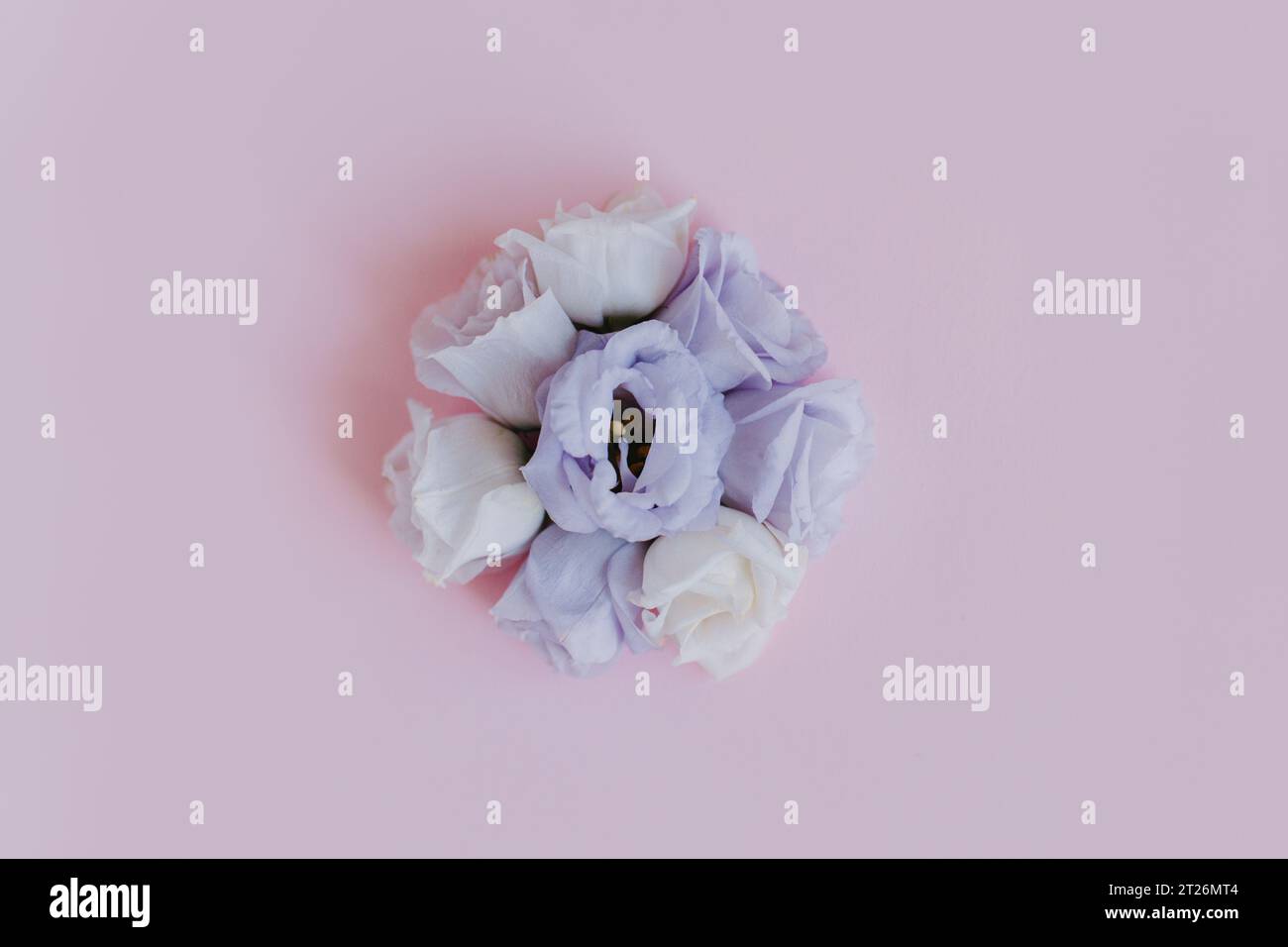 Belles fleurs blanches et violettes Eustoma (Lisianthus) sur un fond rose pastel. Placer pour le texte. Banque D'Images