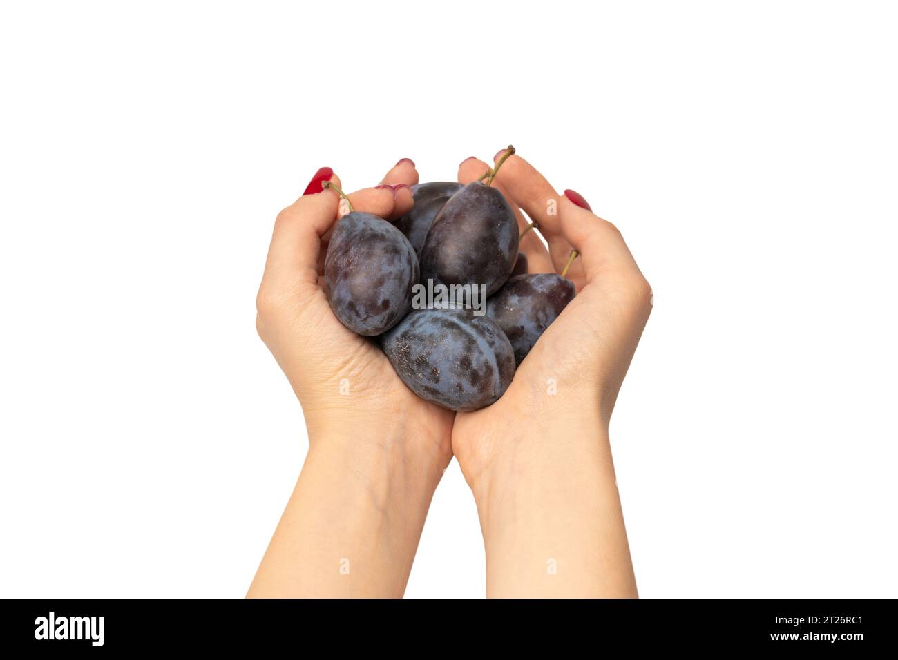 Prunes savoureuses dans les mains de femme avec vernis à ongles rouge isolé sur un fond blanc. Banque D'Images
