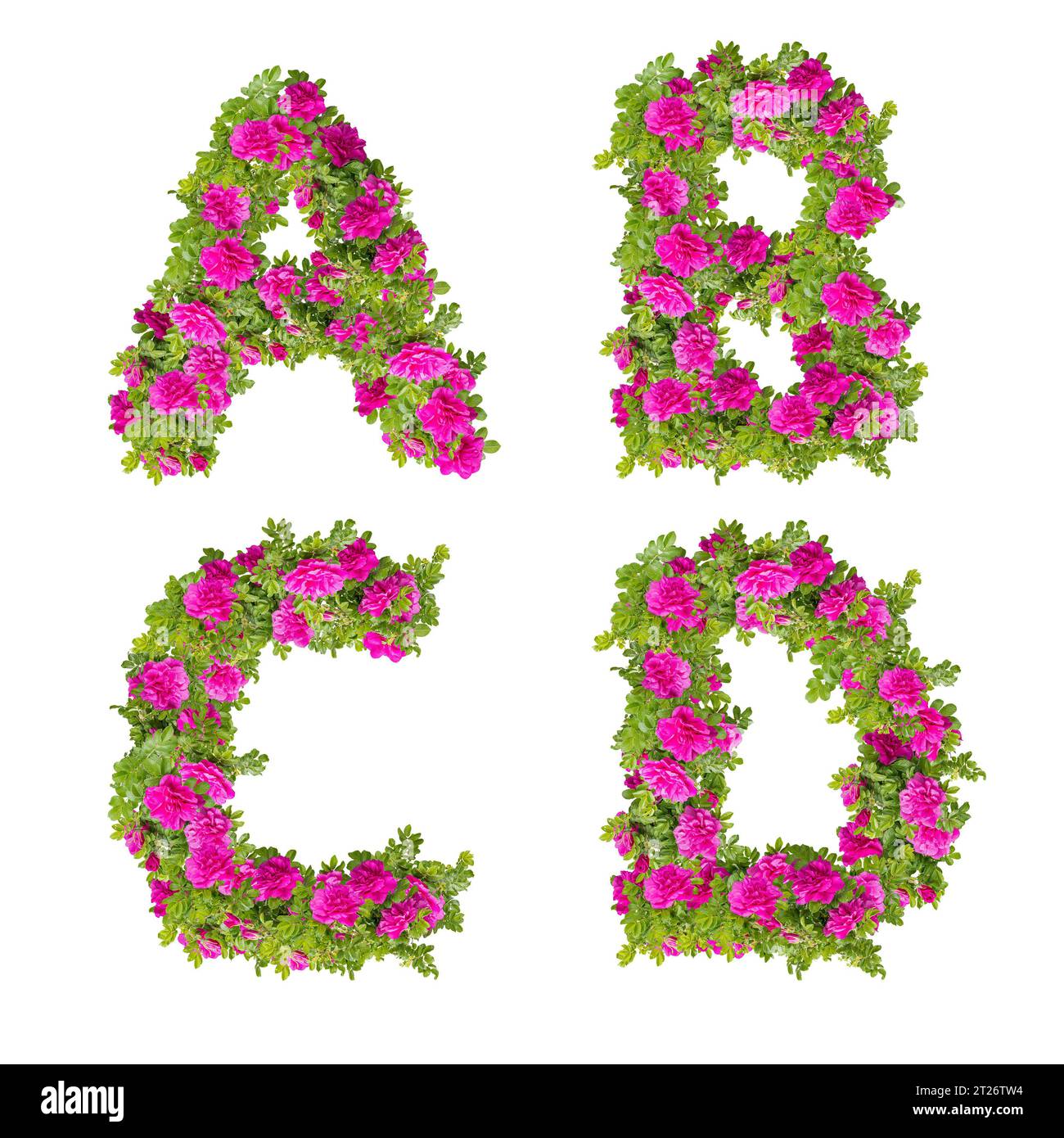 Illustration 3D de l'alphabet rose des fleurs de rose sauvage - lettres A-D. Banque D'Images
