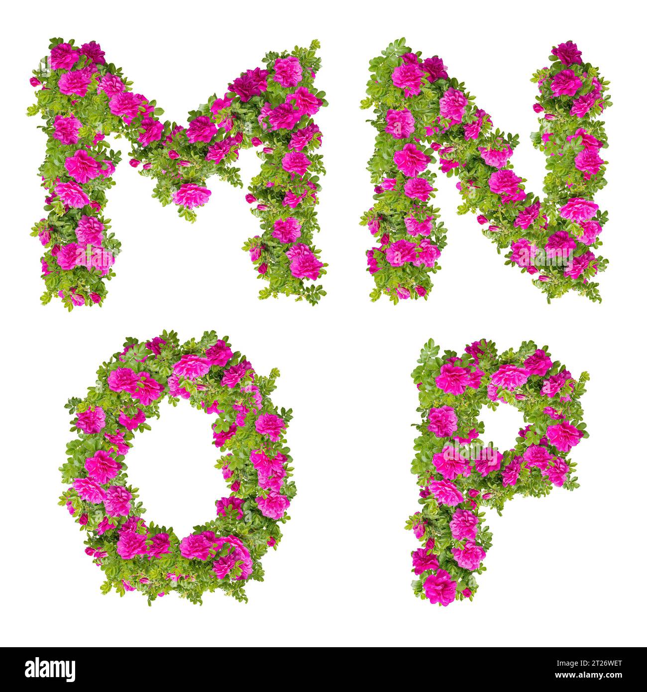 Illustration 3D de fleurs roses sauvages alphabet - lettres M-P. Banque D'Images