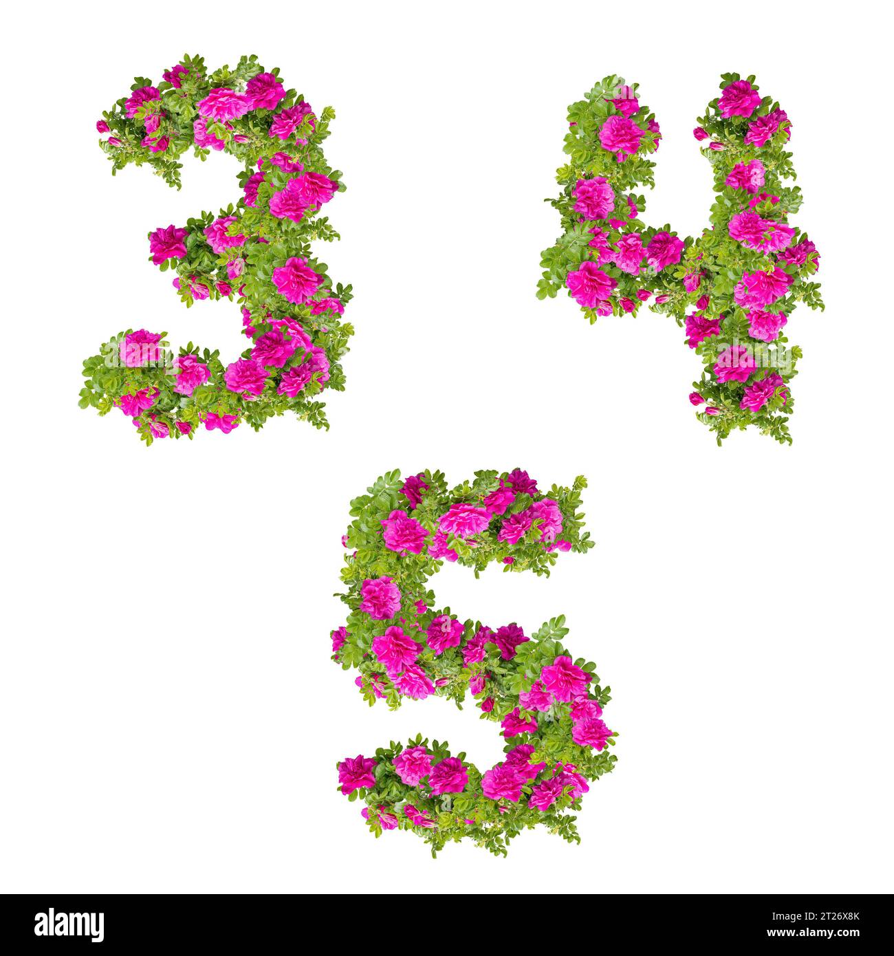 Illustration 3D de fleurs roses sauvages alphabet - chiffres 3-5 Banque D'Images
