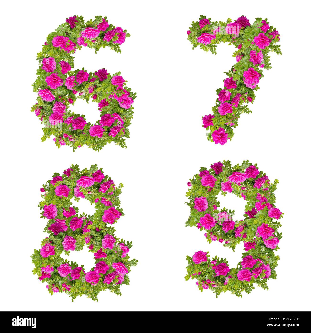 Illustration 3D de fleurs roses sauvages alphabet - chiffres 6-9 Banque D'Images