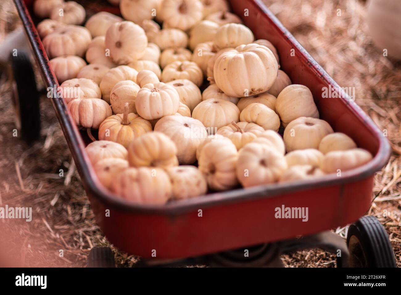 Image horizontale de petites citrouilles blanches à l'intérieur d'un wagon rouge à la ferme Deluca à San Pedro, CA. Banque D'Images