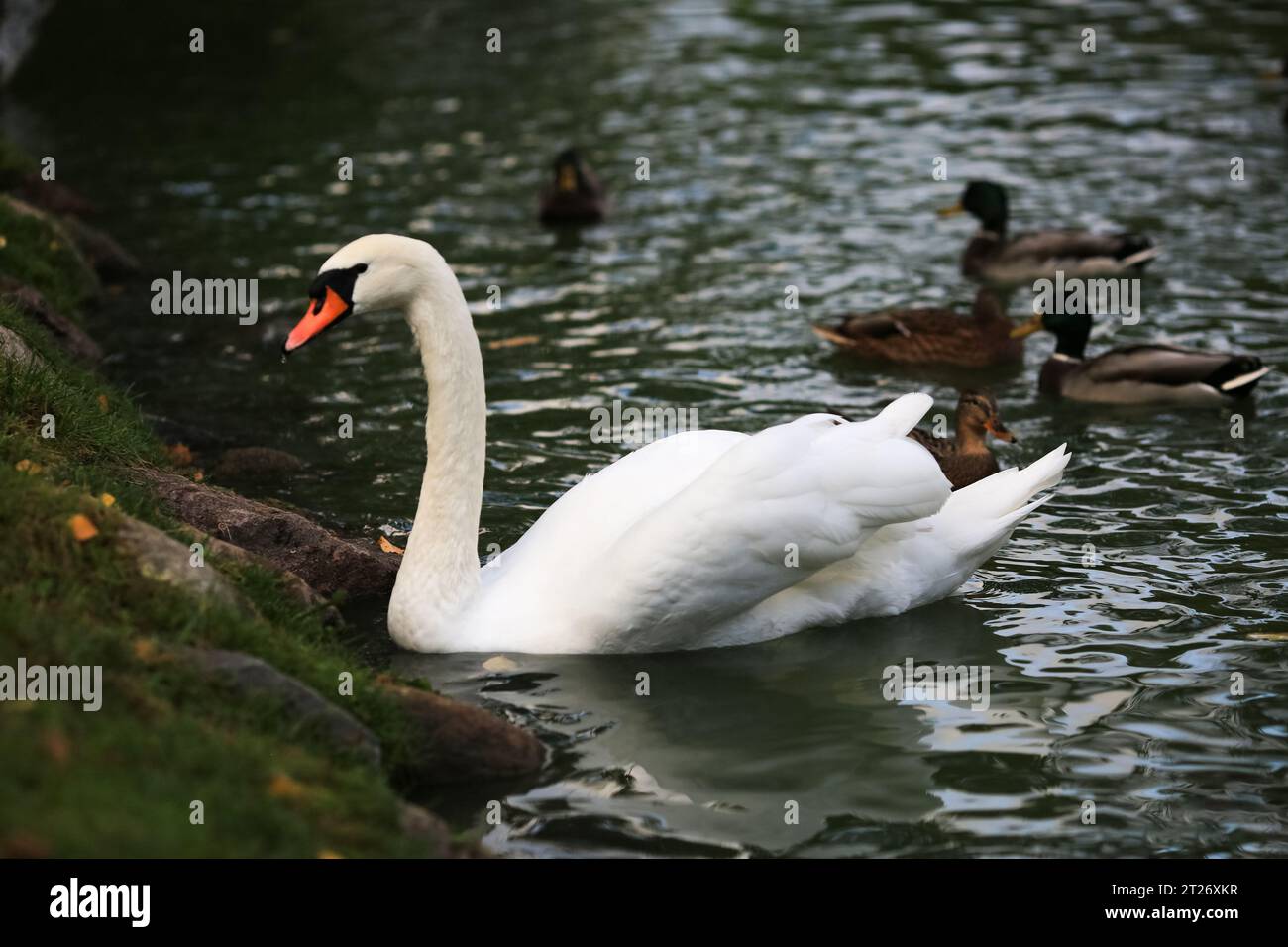 Les cygnes sont des oiseaux de la famille des Anatidae du genre Cygnus. La photo du cygne a été prise dans le parc de la ville de Cesis, Lettonie Banque D'Images