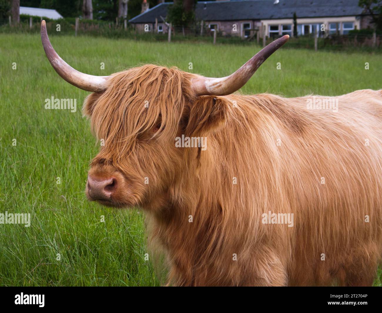 Ardarden Farm, Cardross, Argyll et Bute, Écosse Royaume-Uni : portrait extérieur, tête et épaules d'une vache orange des hautes terres avec des cornes contre une herbe avec f Banque D'Images Ardarden Farm, Cardross, Argyll et Bute, Écosse Royaume-Uni : portrait extérieur, tête et épaules d'une vache orange des hautes terres avec des cornes contre une herbe avec f Banque D'Images