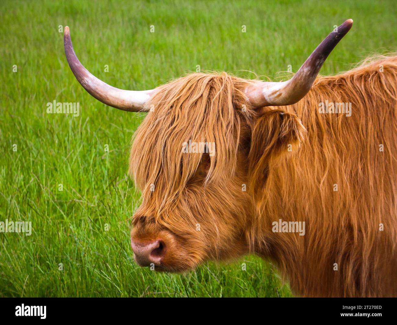 Portrait extérieur d'une vache des hautes terres orange poilue avec des cornes retournées sur un fond herbeux Banque D'Images