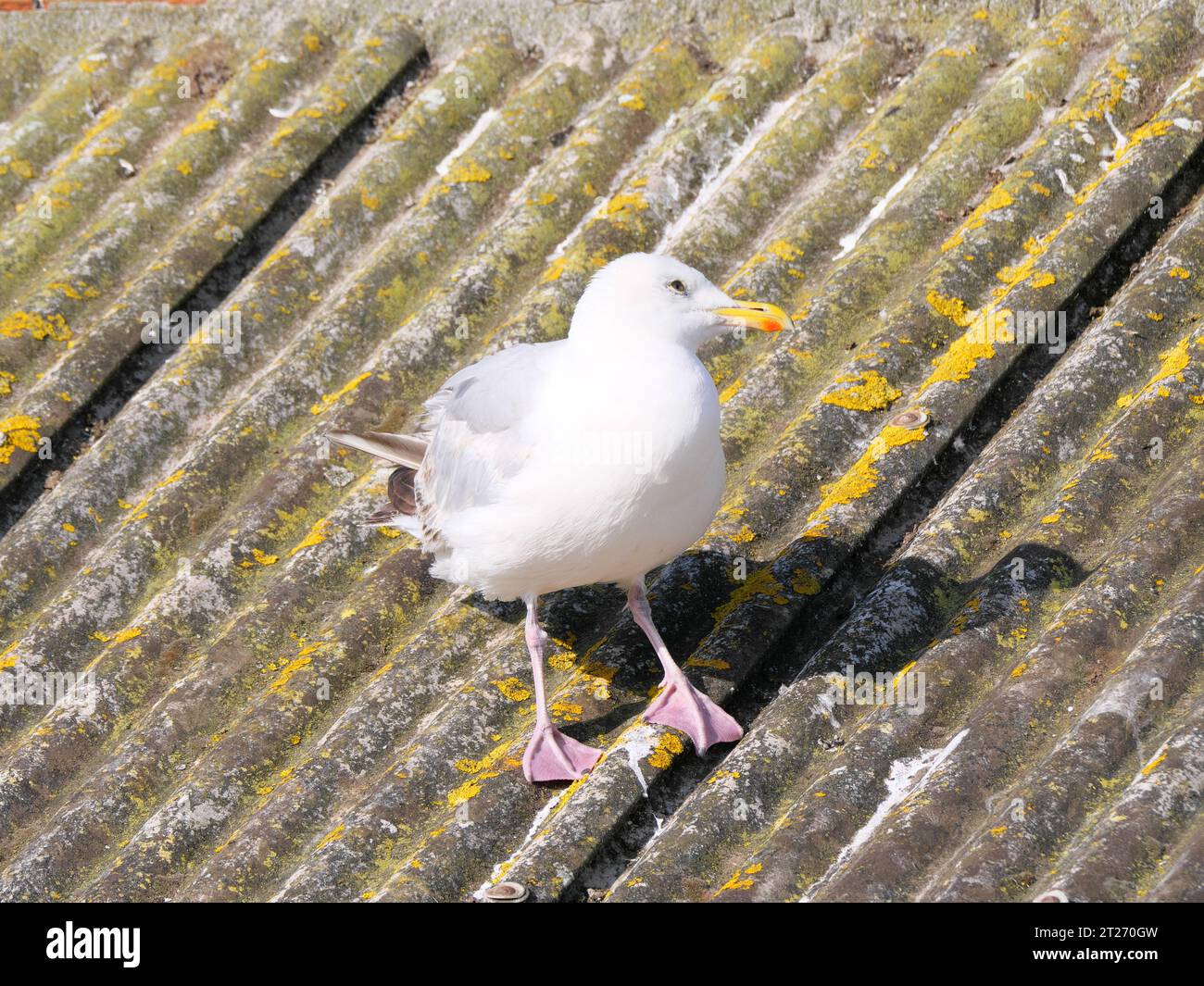 Une mouette assise sur un toit en amiante ondulé à Lizard point en Cornouailles en Angleterre Banque D'Images