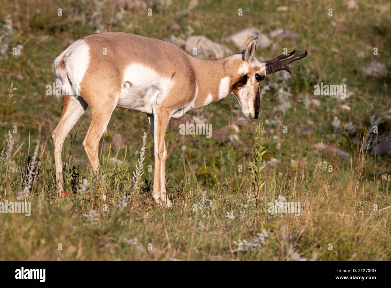 Antilope américaine ou antilope pronghorn dans le parc d'État de Custer, Dakota du Sud. Pronghorns Banque D'Images