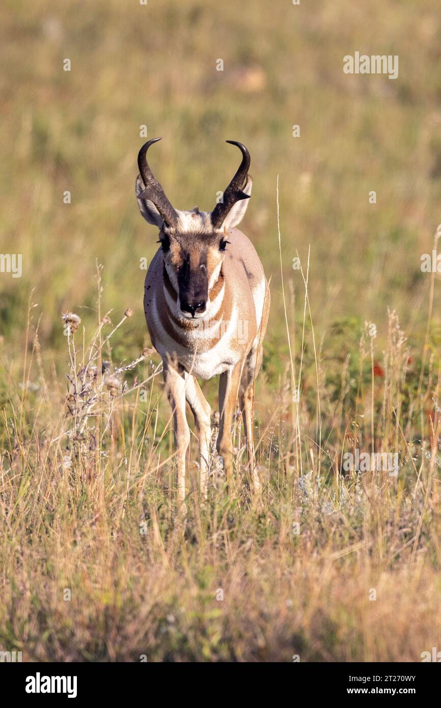 Antilope américaine ou antilope pronghorn dans le parc d'État de Custer, Dakota du Sud. Pronghorns Banque D'Images