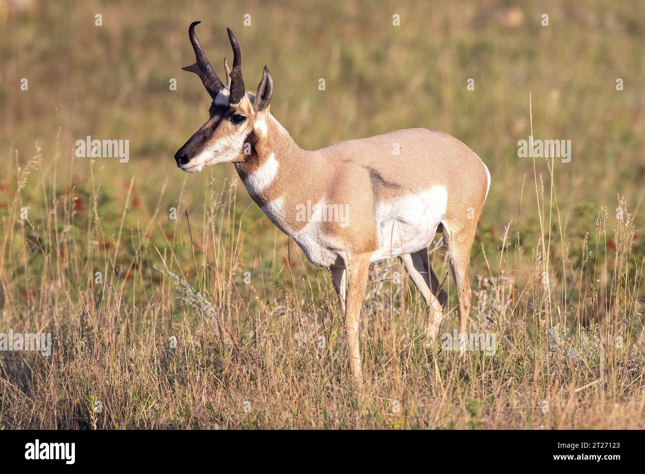 Antilope américaine ou antilope pronghorn dans le parc d'État de Custer, Dakota du Sud. Pronghorns Banque D'Images