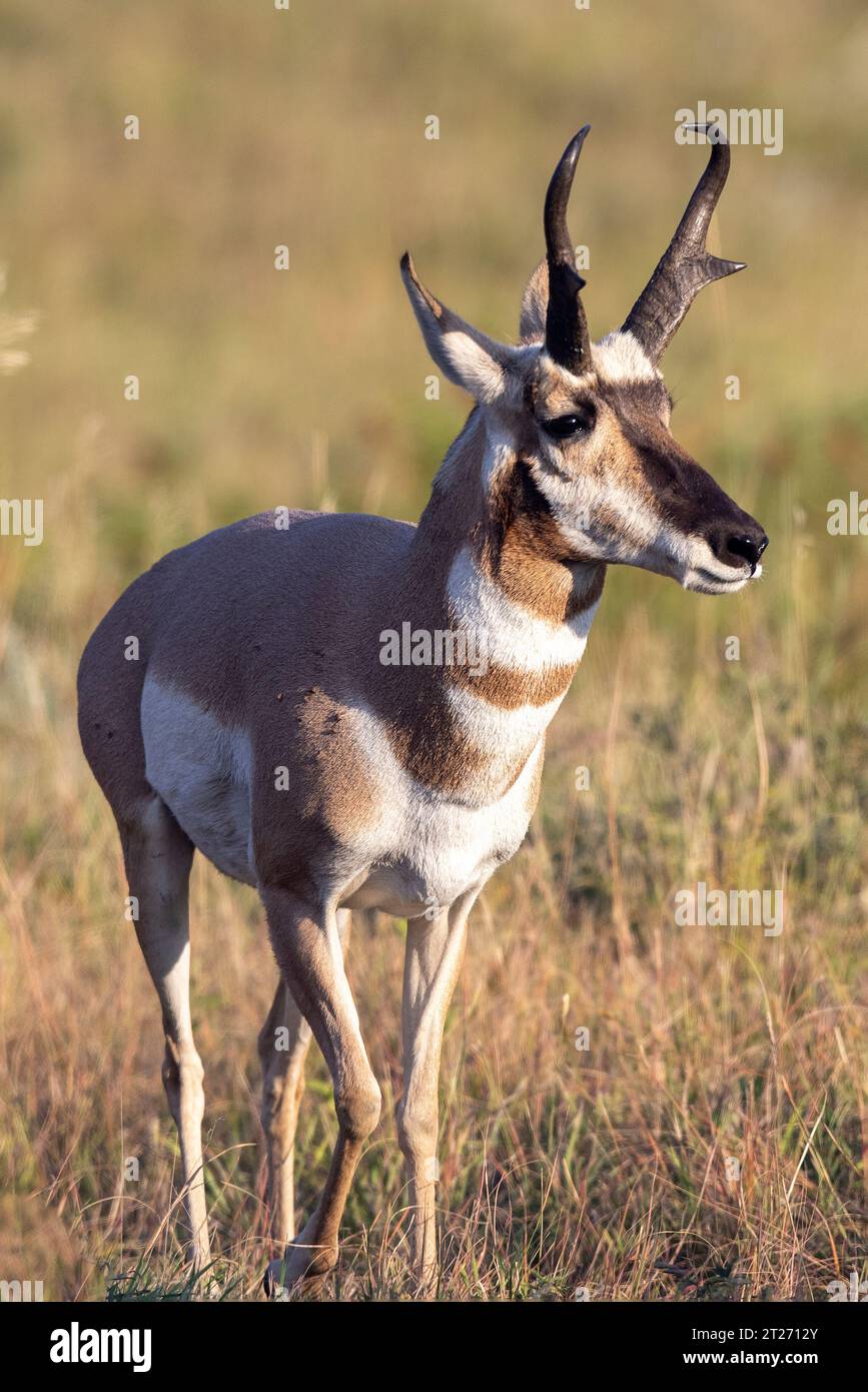Antilope américaine ou antilope pronghorn dans le parc d'État de Custer, Dakota du Sud. Pronghorns Banque D'Images