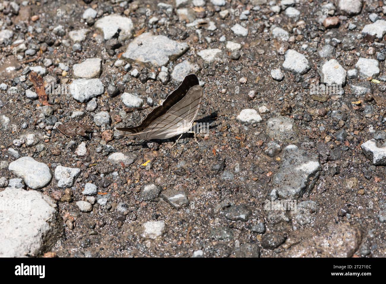 Le Daggerwing de Kirby (Marpesia livius) se déverse sur la rivière Napo en Équateur Banque D'Images