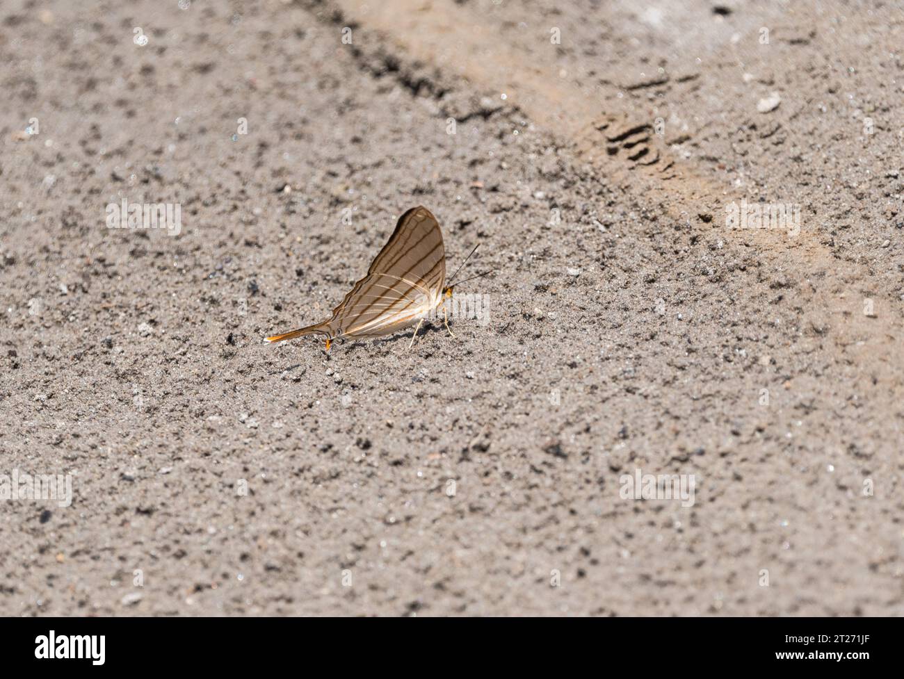 Orange Daggerwing (Marpesia berania) boue-flaque sur la rivière Napo en Équateur Banque D'Images