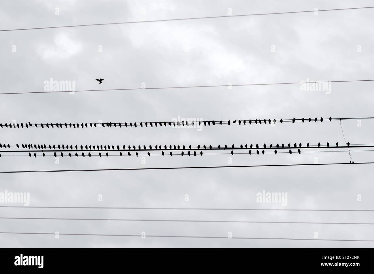 Un troupeau d'oiseaux noirs sur des fils électriques. Photographie minimaliste Banque D'Images