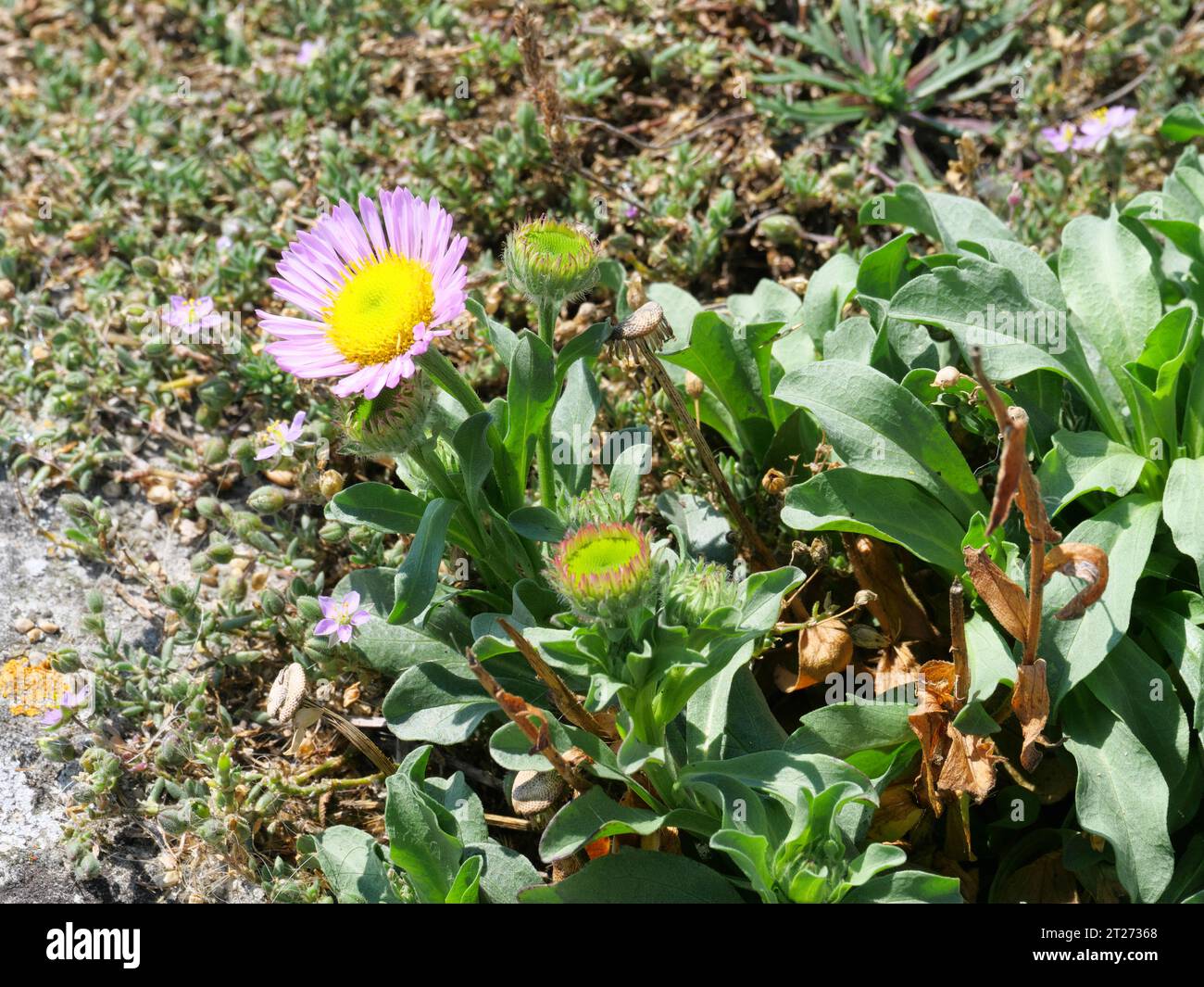 Erigeron glaucus une plante vivace à faible croissance, étalée avec des feuilles bleu-gris et une fleur éclatante, rose lavande, semi-double, ressemblant à une Marguerite Banque D'Images