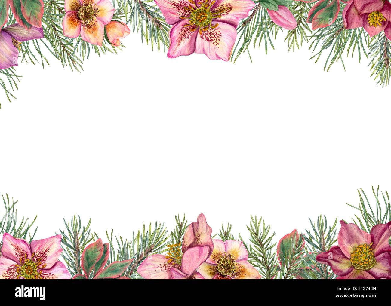 Cadre d'hiver horizontal avec hellébores et branches d'arbre de Noël. Plantes persistantes, pin, épinette, fleurs d'hiver. Illustration à l'aquarelle Banque D'Images