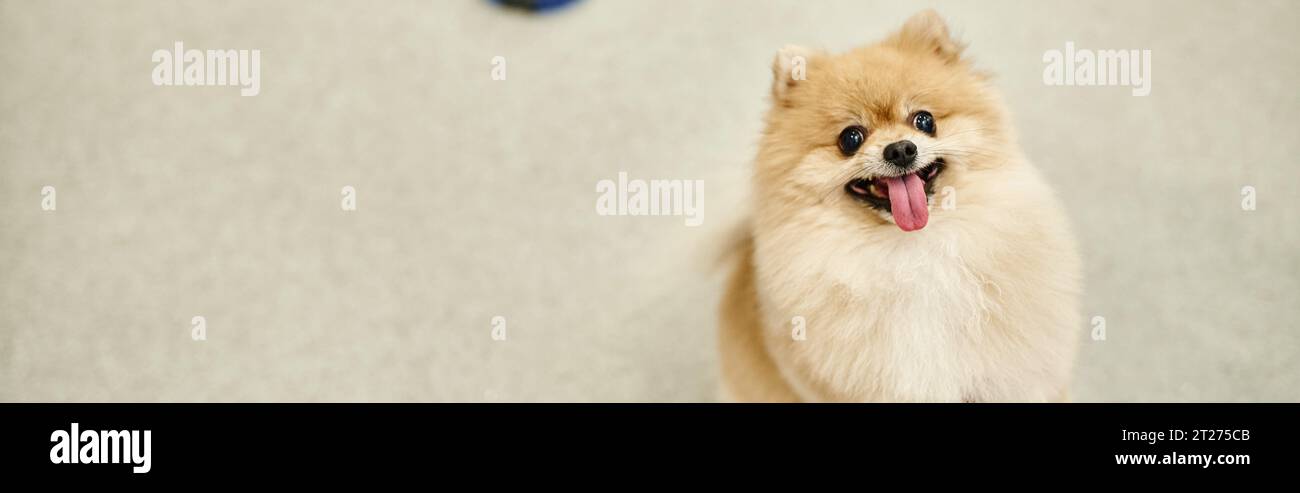 drôle et joyeux pomeranian spitz sortant de la langue et regardant la caméra dans l'hôtel de chien, bannière Banque D'Images