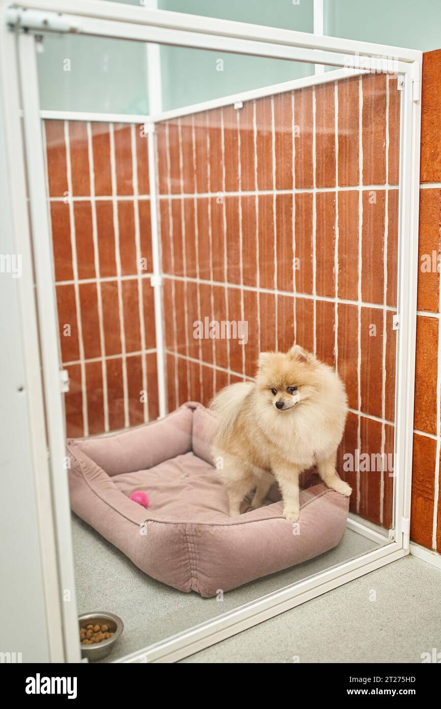 drôle pomeranian spitz regardant un bol avec de la nourriture sèche tout en étant assis sur un lit de chien doux dans un chenil confortable Banque D'Images