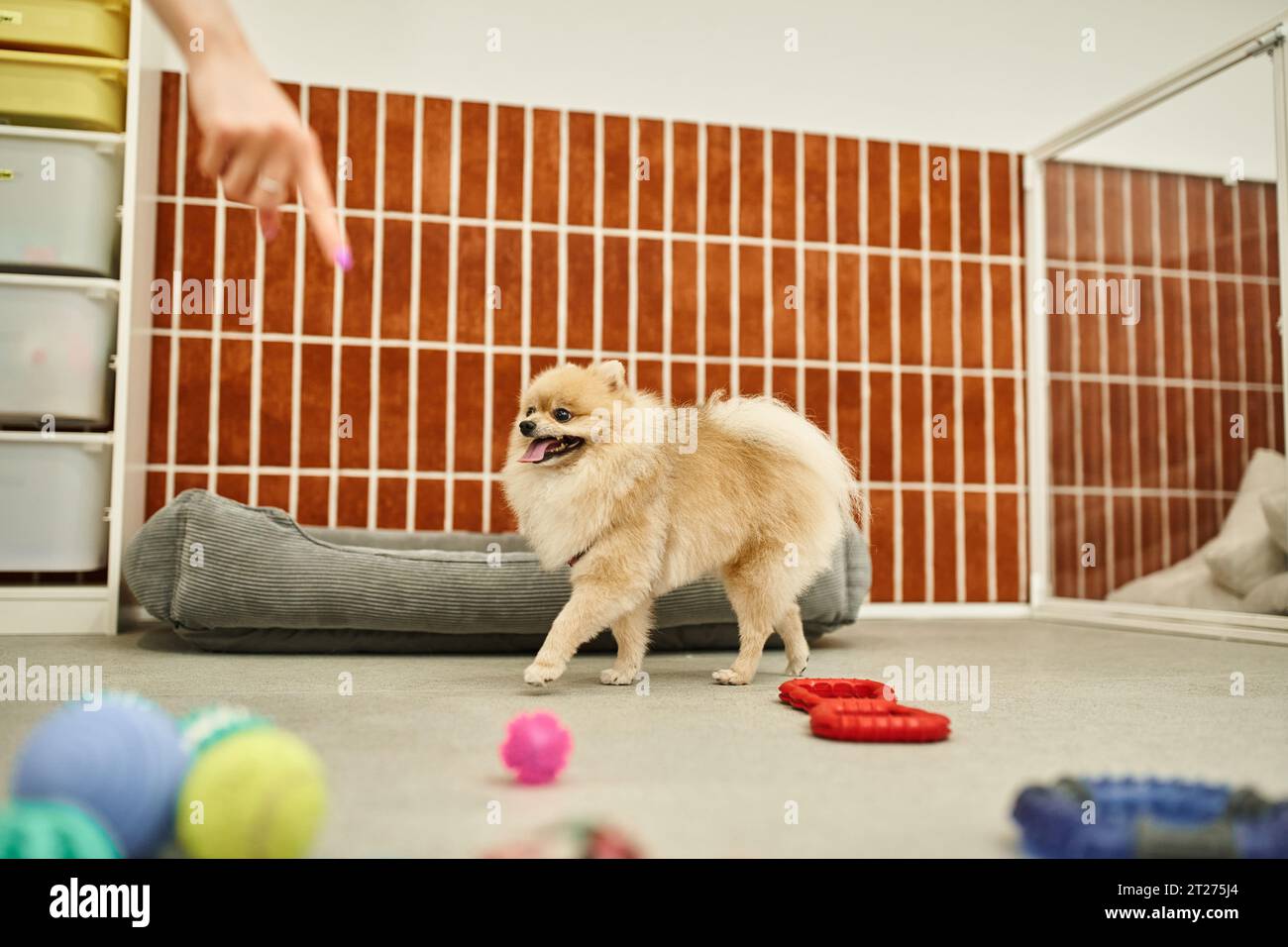 vue rognée de chien sitter pointant vers des jouets près de drôle pomeranian spitz dans l'hôtel pour animaux de compagnie, temps de jeu pour chiens Banque D'Images