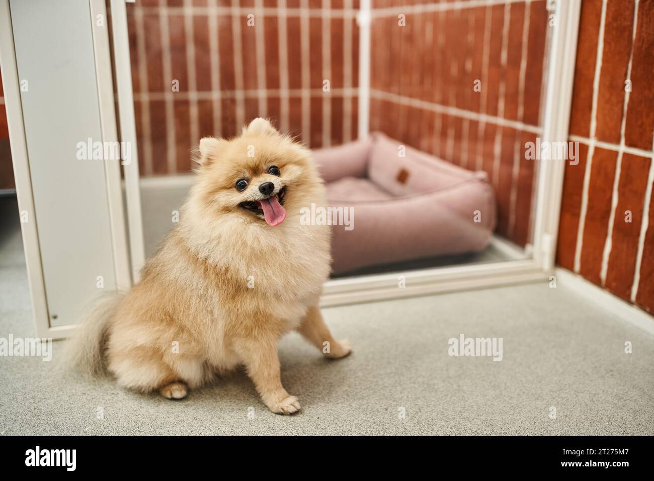 drôle pomeranian spitz avec la langue dehors assis près de l'enclos de chien confortable dans l'hôtel pour animaux de compagnie, confort Banque D'Images