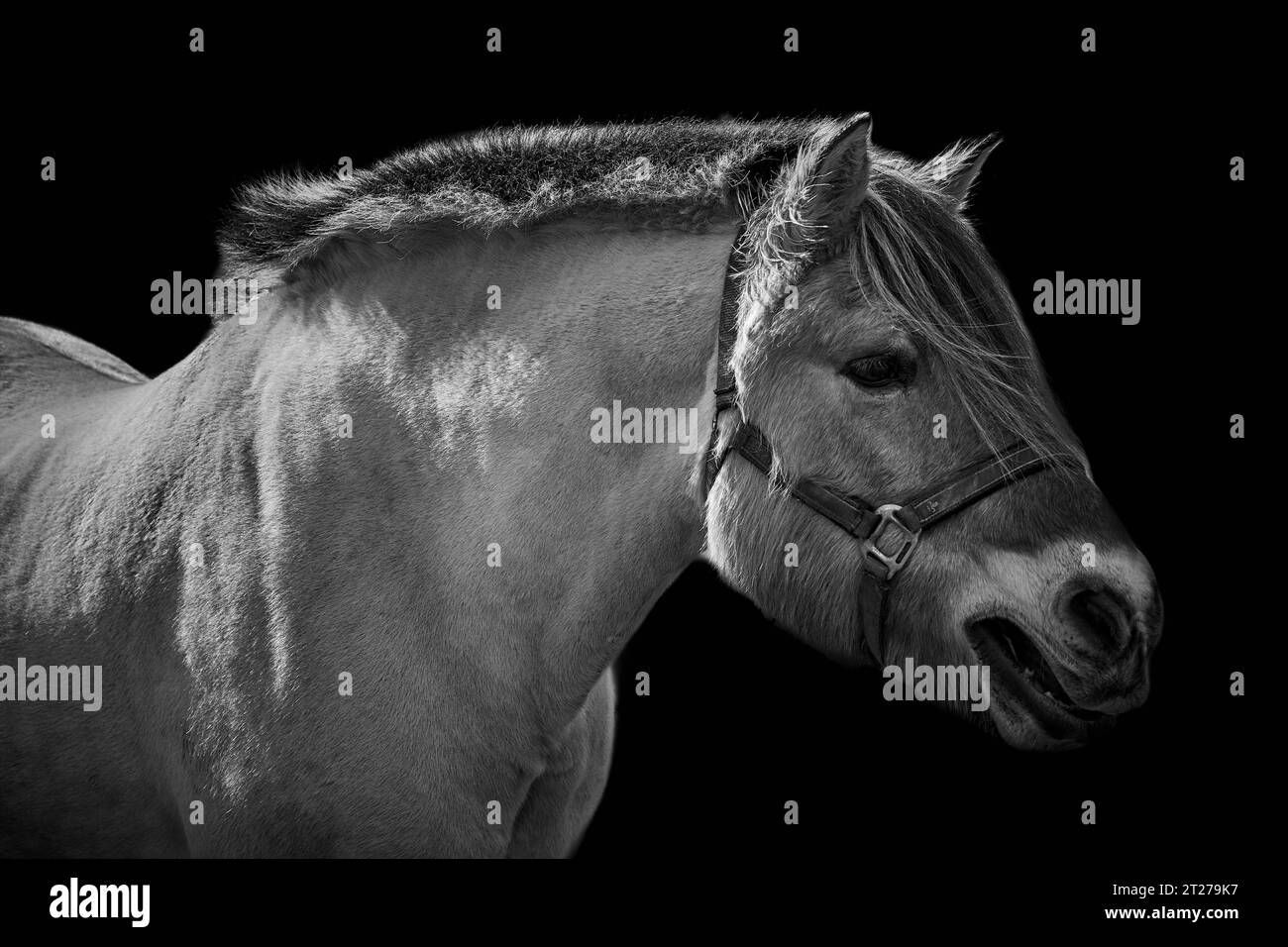 Vue de côté rapprochée d'un cheval (Equus ferus caballus) regardant vers la droite et isolé sur fond noir Banque D'Images