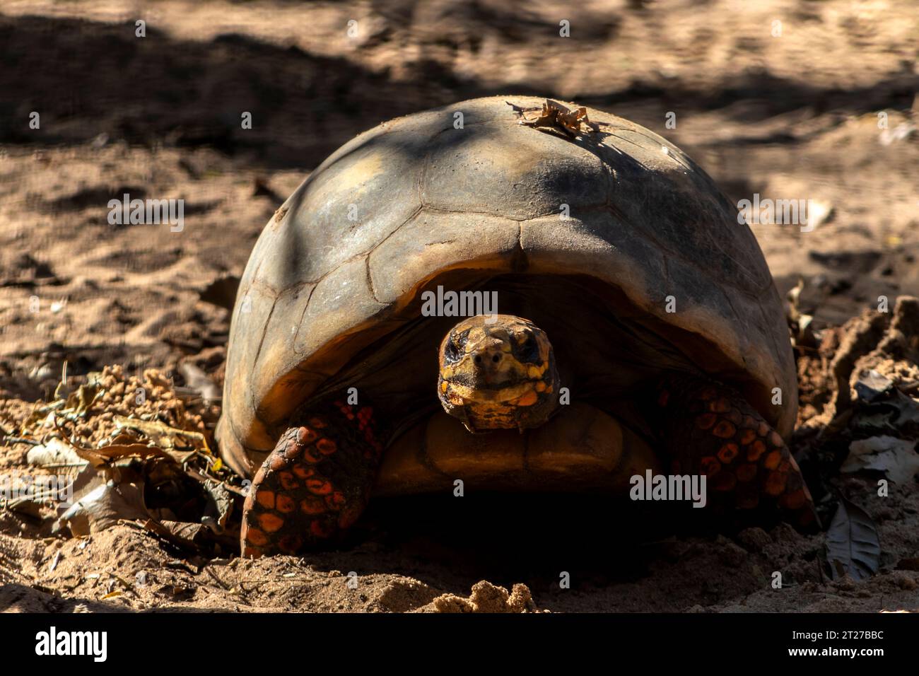 Jabuti (Chelonoidis carbonaria), tortue sud-américaine, de l'ordre des chéloniens, de la famille des testudinidae. Au Brésil Banque D'Images