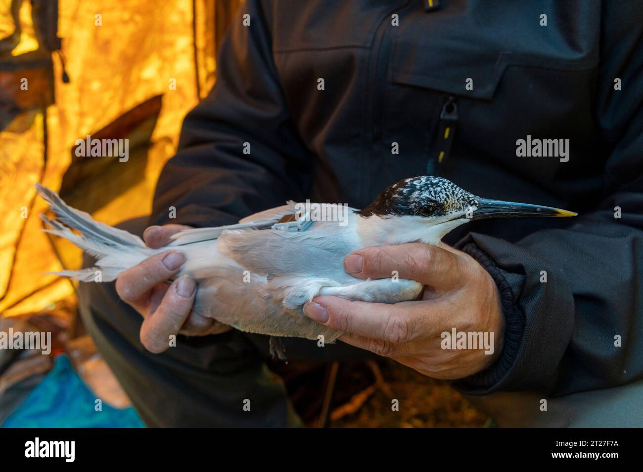 Une personne tenant un petit oiseau avec des plumes douces dans les mains Banque D'Images
