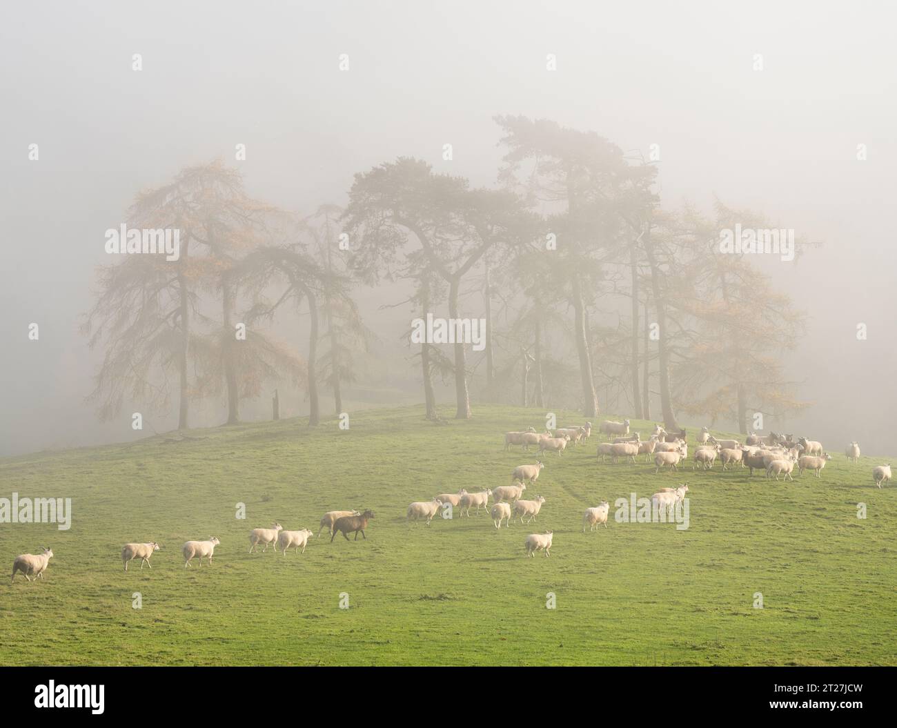 Hopesay Common et les collines près de Craven Arms vues du fort de l'âge de fer Hill sur Burrow, Aston sur Clun, Shropshire, Royaume-Uni Banque D'Images