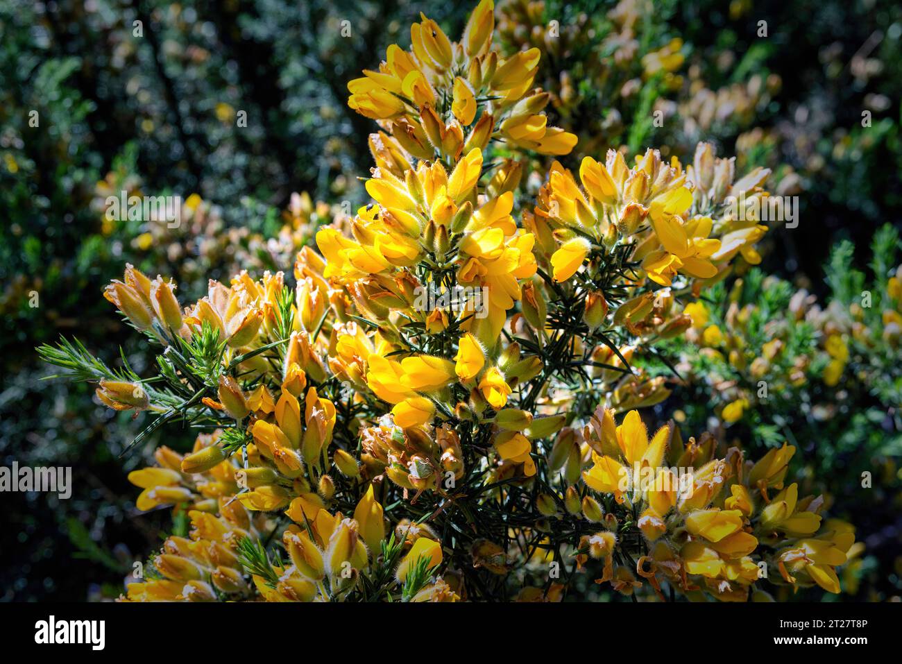 Plante gorse de Nouvelle-Zélande, plante envahissante introduite Banque D'Images