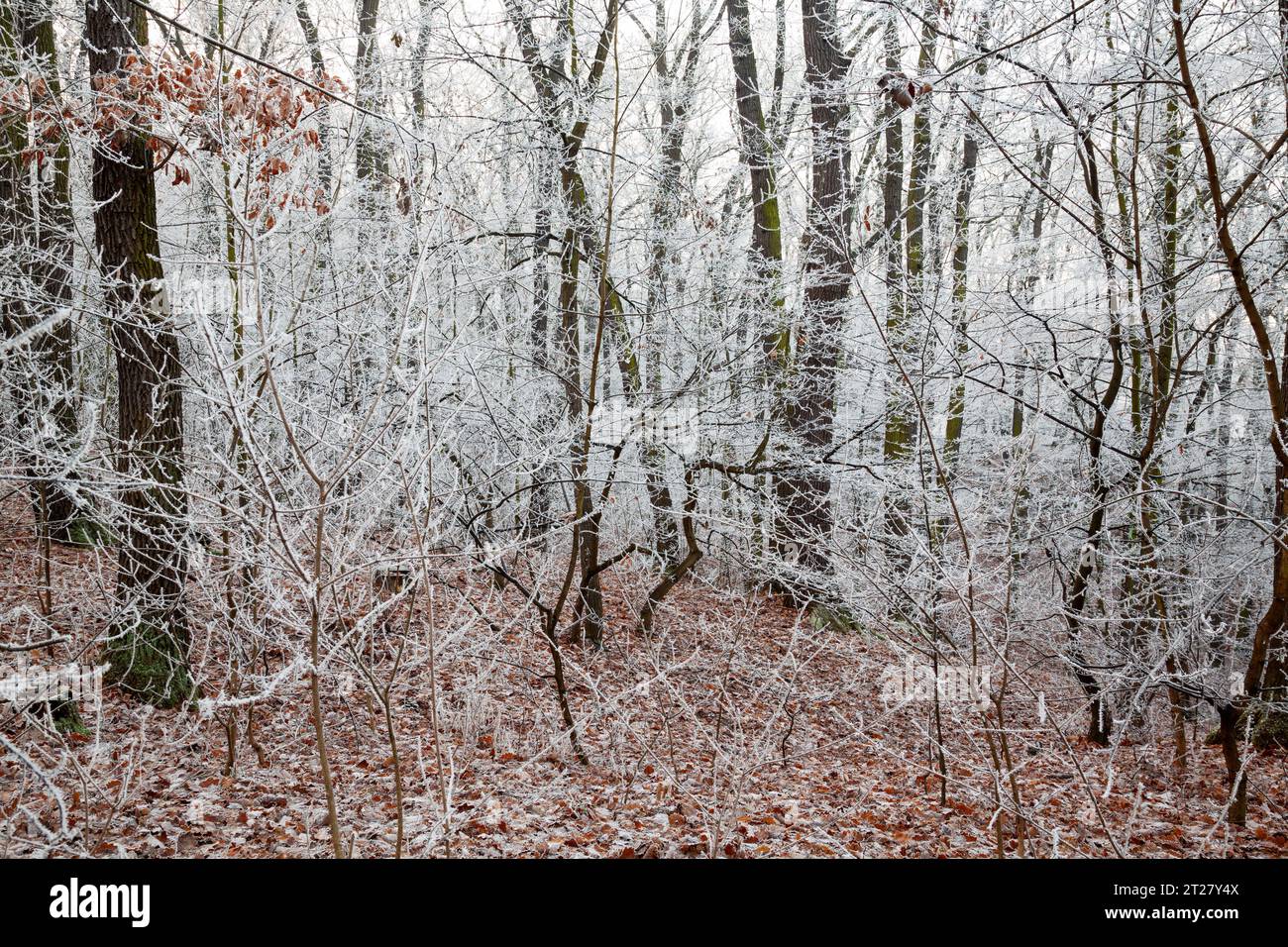 hiver, hiver, paysage d'hiver, paysage gelé, conte de fées hiver Banque D'Images