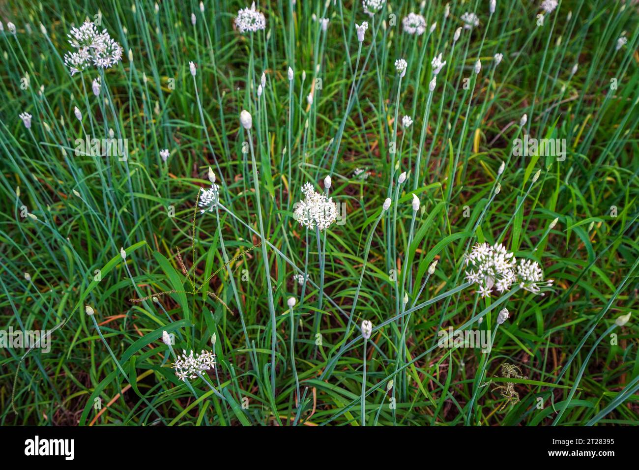 Fleurs de poireau en fleurs dans les champs Banque D'Images