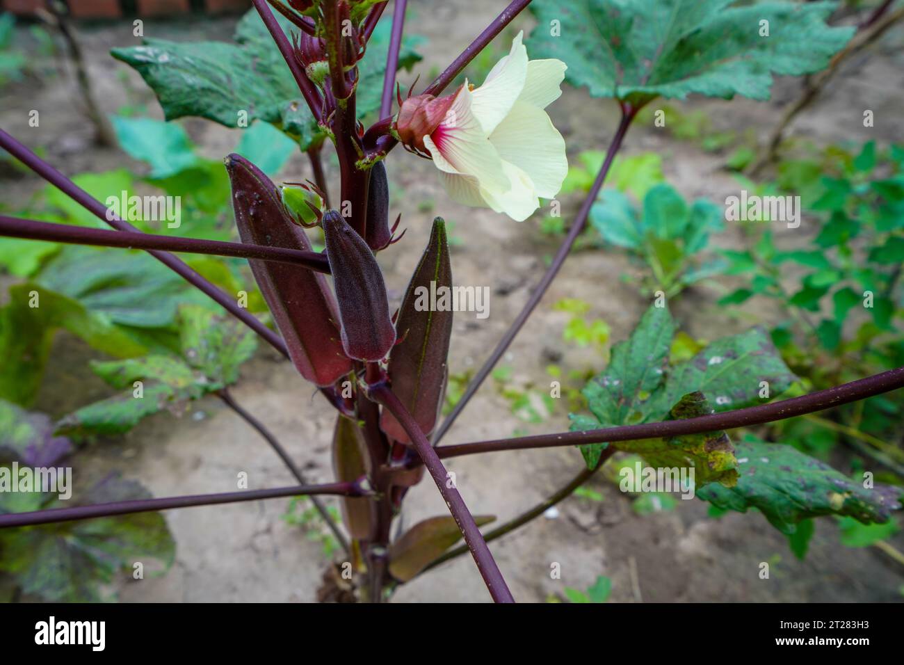 Le fruit okra est dans le jardin Banque D'Images