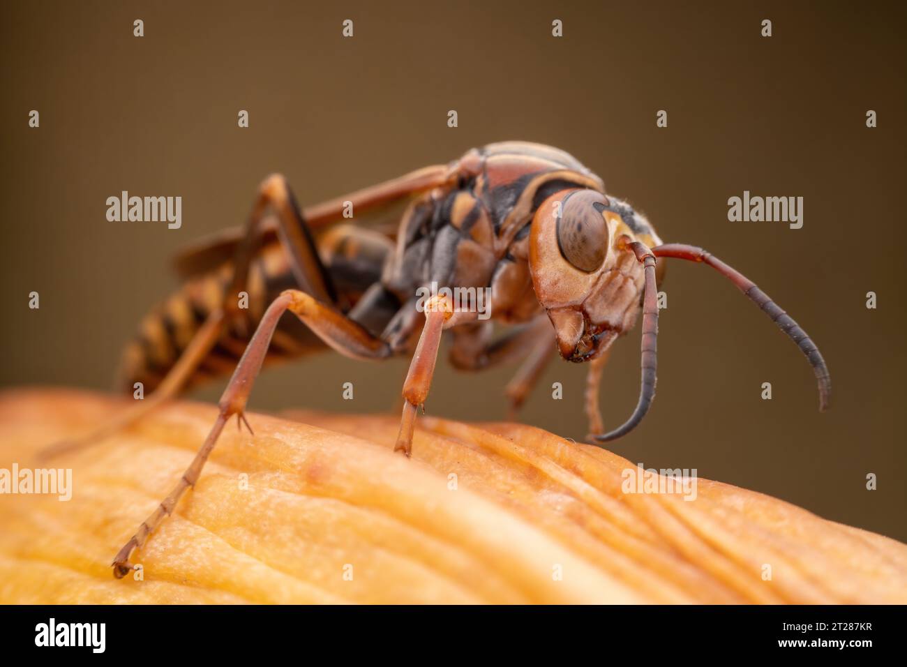 Gros plan d'une guêpe, photo macro Banque D'Images